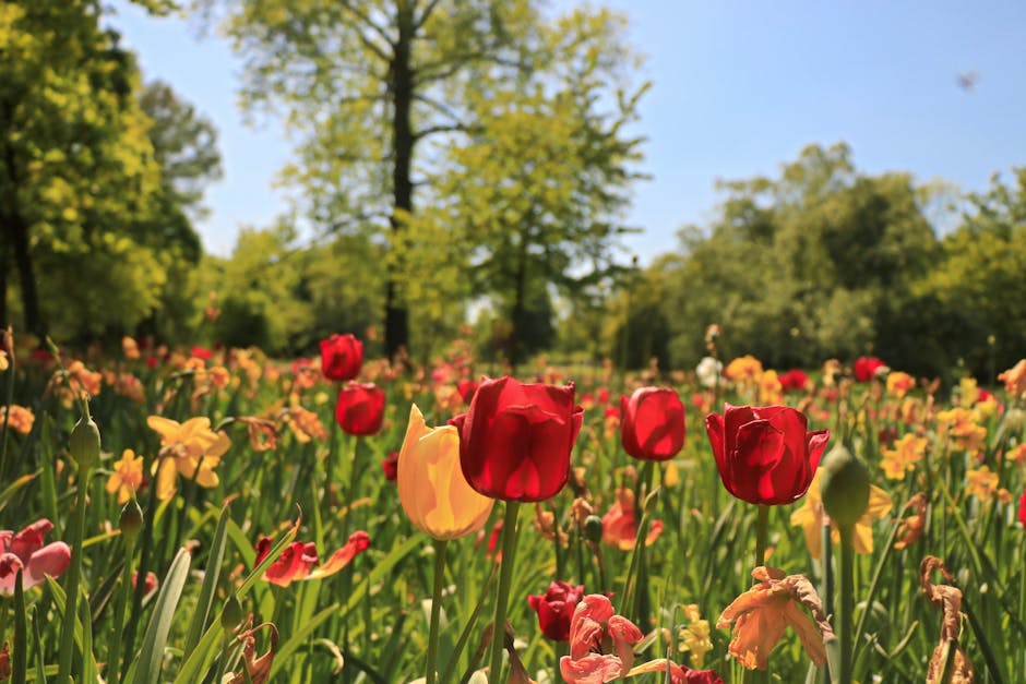 A vibrant field of tulips and daffodils in full bloom under bright sunlight features red, yellow, and peach-colored flowers with lush green stems and leaves. The flowers are densely packed, creating a
