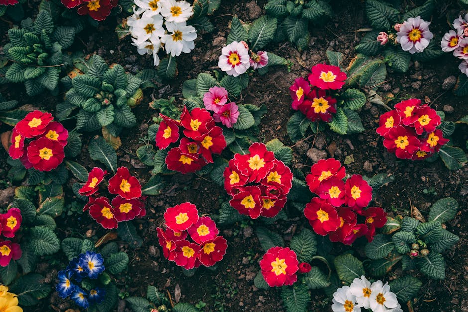 A vibrant garden bed featuring clusters of primroses with bright red petals edged in dark pink and a yellow center, alongside white primroses with yellow centers, all surrounded by lush green leaves. 