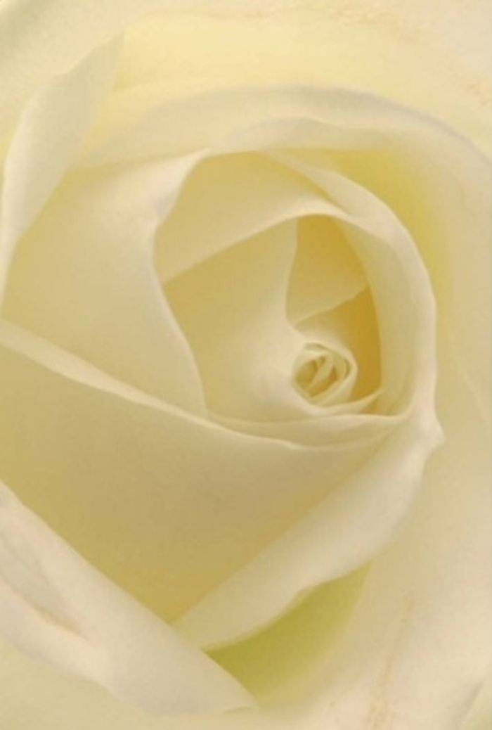 Gazing deeply into this close-up of a pristine white rose, the mind is drawn to the harmonious interplay of softness and delicate structure woven into every petal. Each layer-creamy white, brushed with a hint of daylight-suggests a sense of peaceful sophistication that echoes the calm corners of West Drayton's community gardens. The gentle gradation from matte exterior to luminously smooth inner spiral calls attention to the careful craftsmanship behind each composition and the subtle artistry present in every arrangement drawn together by West Drayton's expert florists. The soft light washes through each layer, lending the bloom an ethereal radiance-almost as if the rose glows from within in quiet celebration of life's heartfelt moments. The fragrance, though unseen, feels fresh and pure, giving voice to the rose's quiet elegance. Perfect for a range of occasions-weddings, apologies, acts of remembrance-this rose's form and placement are a tribute to the thoughtful design and genuine care found in every hand-delivered arrangement throughout West Drayton's neighbourhoods.